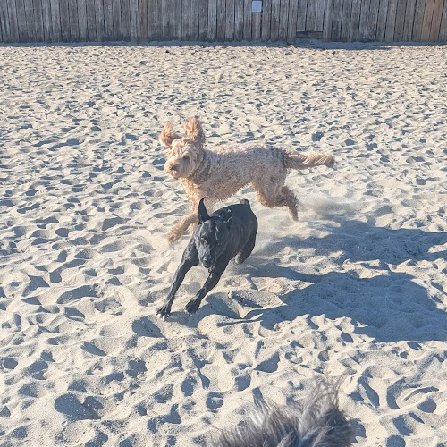 Dogs on the beach