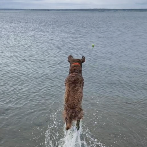 dog jumping next to a tree