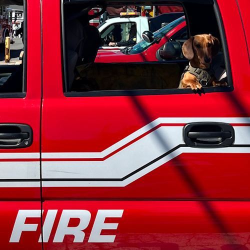 cute dog in a fire truck