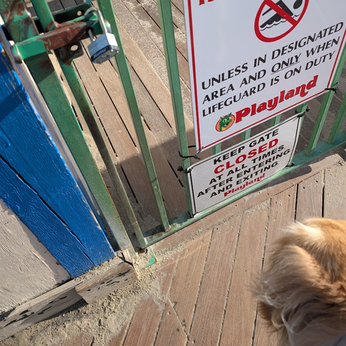 closed gate with dog.