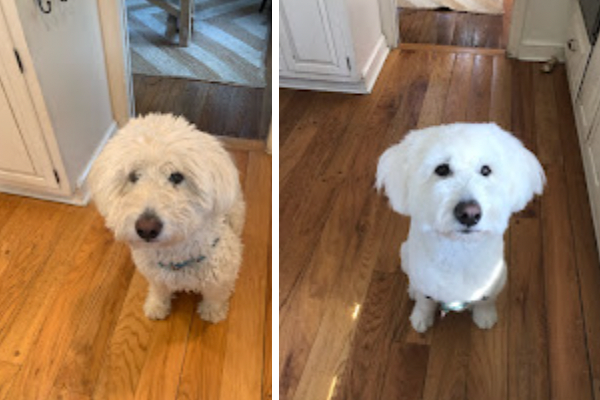 dog before and after a bath