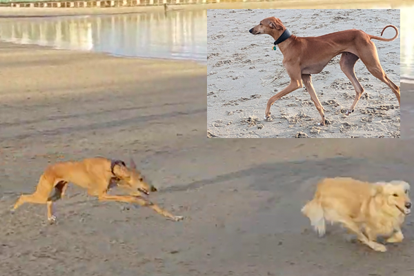 chased dog