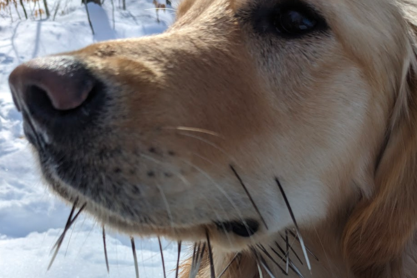 picture of dog with quills in mouth