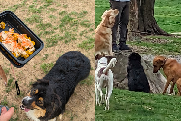 picture of dogs eating dog cake