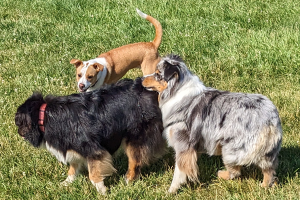 picture of dogs eating dog cake