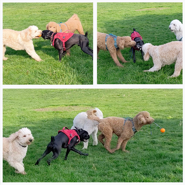picture of dogs eating dog cake