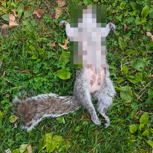 pixelated photo of dead squirell
