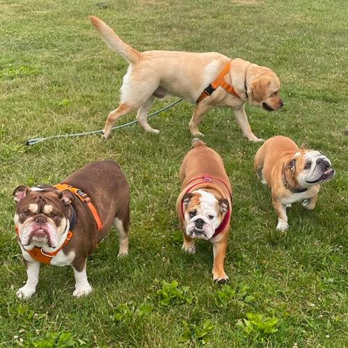 picture of dogs eating dog cake