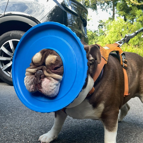 Blue Disc