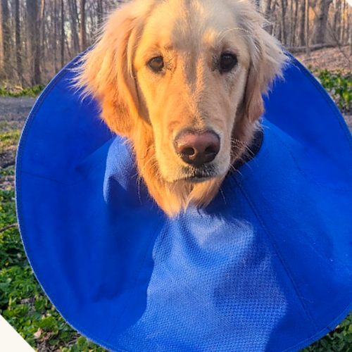 Dog wearing blue cone.
