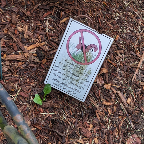 No Beagles