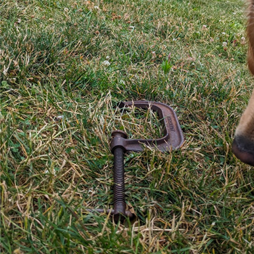 dog looking at c-clamp