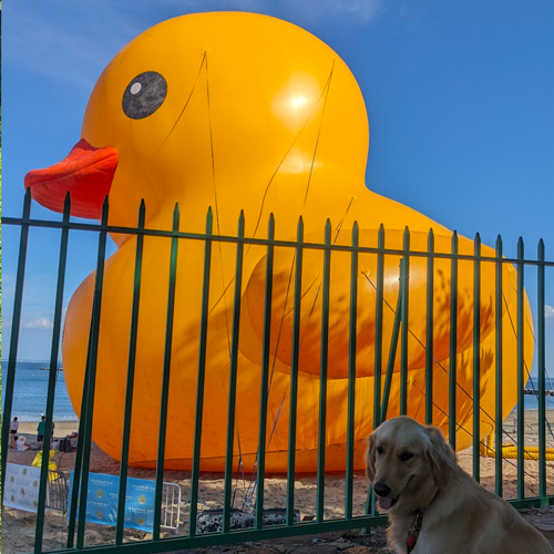 picture of big duck and dog.