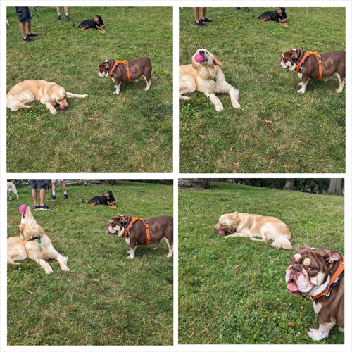 picture of Penny keeping ball away from Chowder