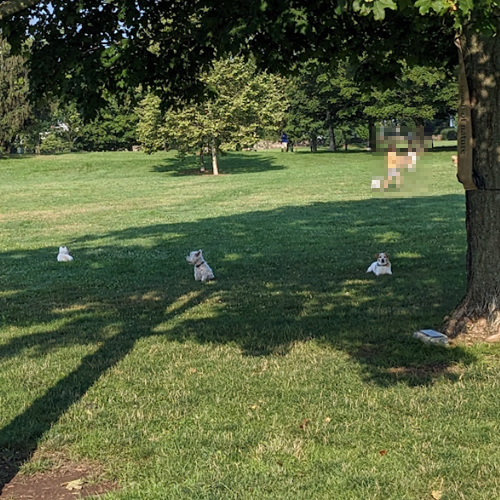 picture of dogs in the shade